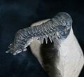 Cute Little Flying Crotalocephalina Trilobite - #7512-2